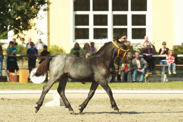 Laendliche_Impressionen_05_klein